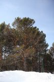 Pinus sylvestris. Взрослое дерево. Иркутская обл., Иркутский р-н, окр. пос. Листвянка, архитектурно-этнографический музей \"Тальцы\", кромка берегового обрыва р. Ангара. 13.03.2016.