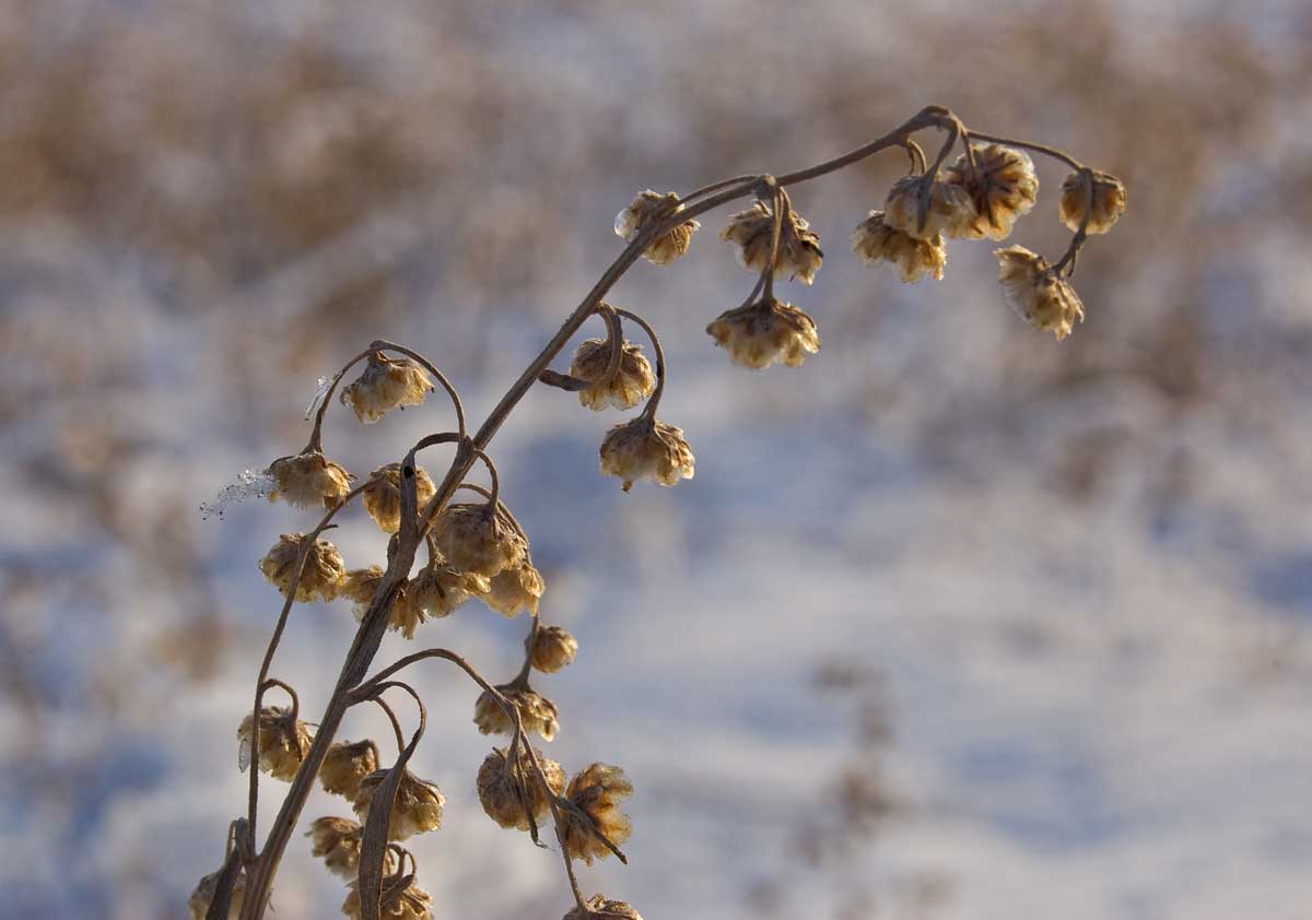 Image of genus Artemisia specimen.