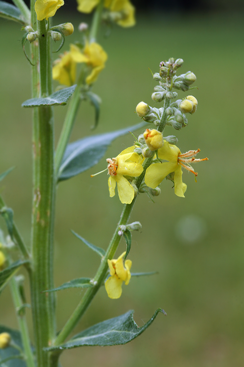 Image of Verbascum lychnitis specimen.