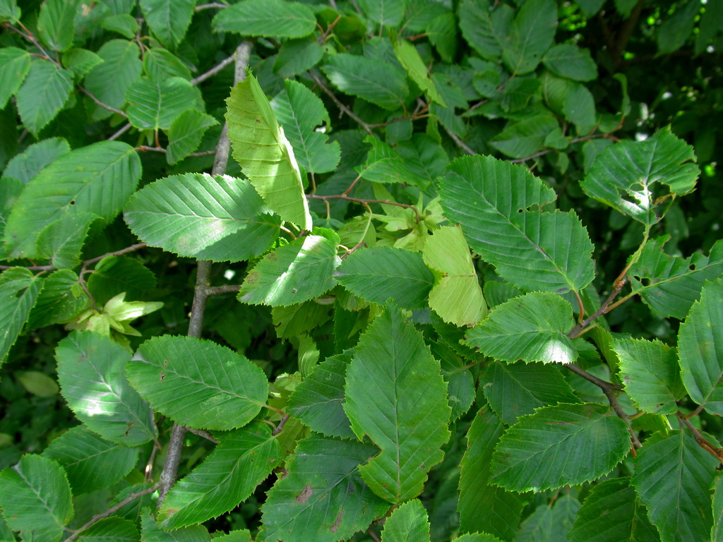 Изображение особи Carpinus betulus.