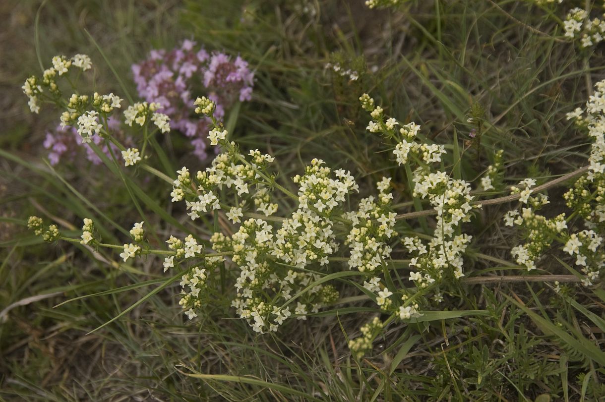 Изображение особи Galium mollugo.