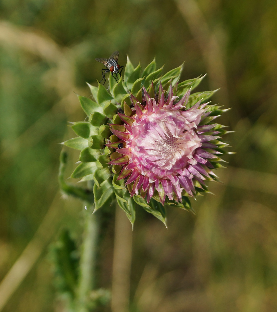 Image of Carduus thoermeri specimen.