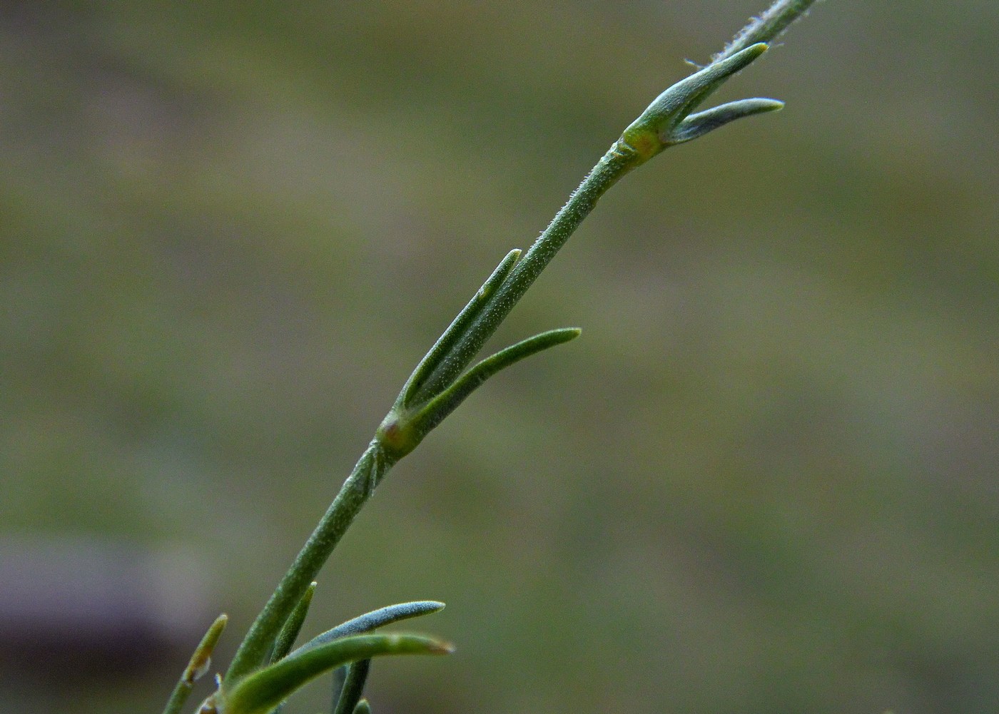 Image of Minuartia circassica specimen.