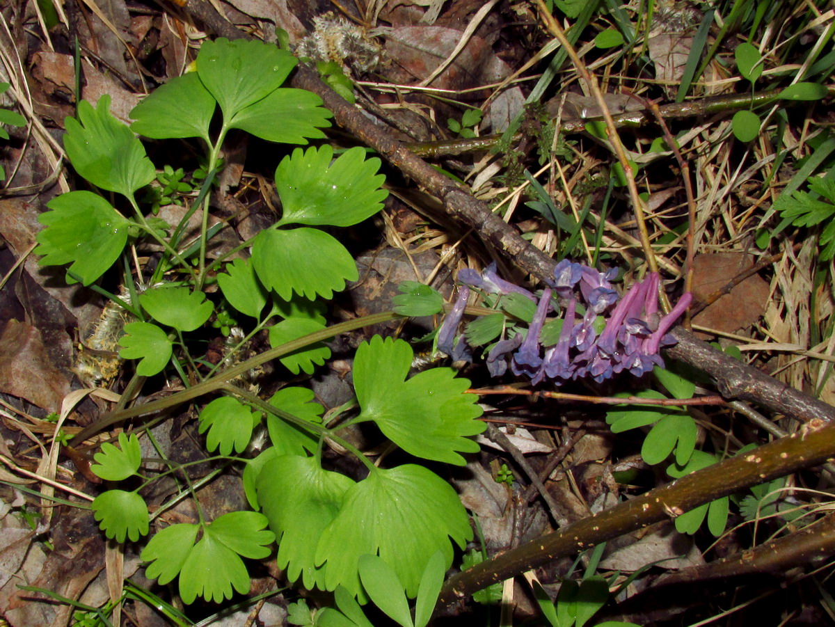 Изображение особи Corydalis lacrimuli-cuculi.