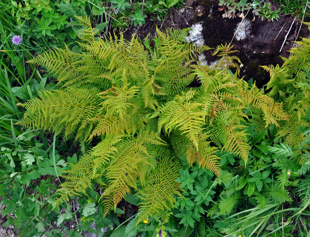 Image of Athyrium distentifolium specimen.