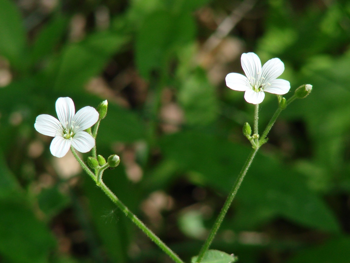 Image of Cerastium pauciflorum specimen.