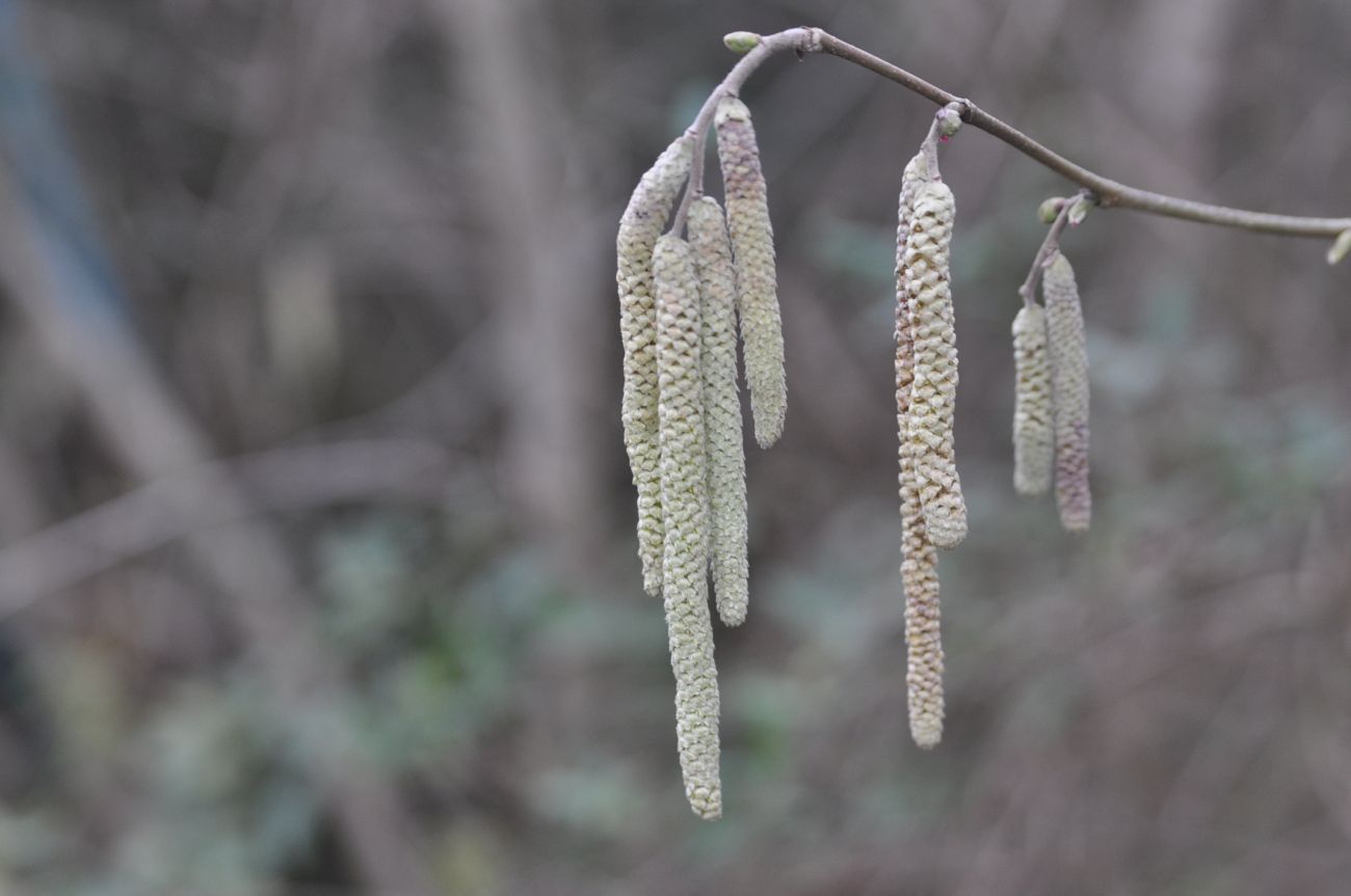 Изображение особи род Corylus.