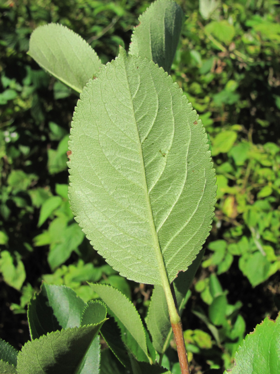 Image of &times; Sorbaronia mitschurinii specimen.