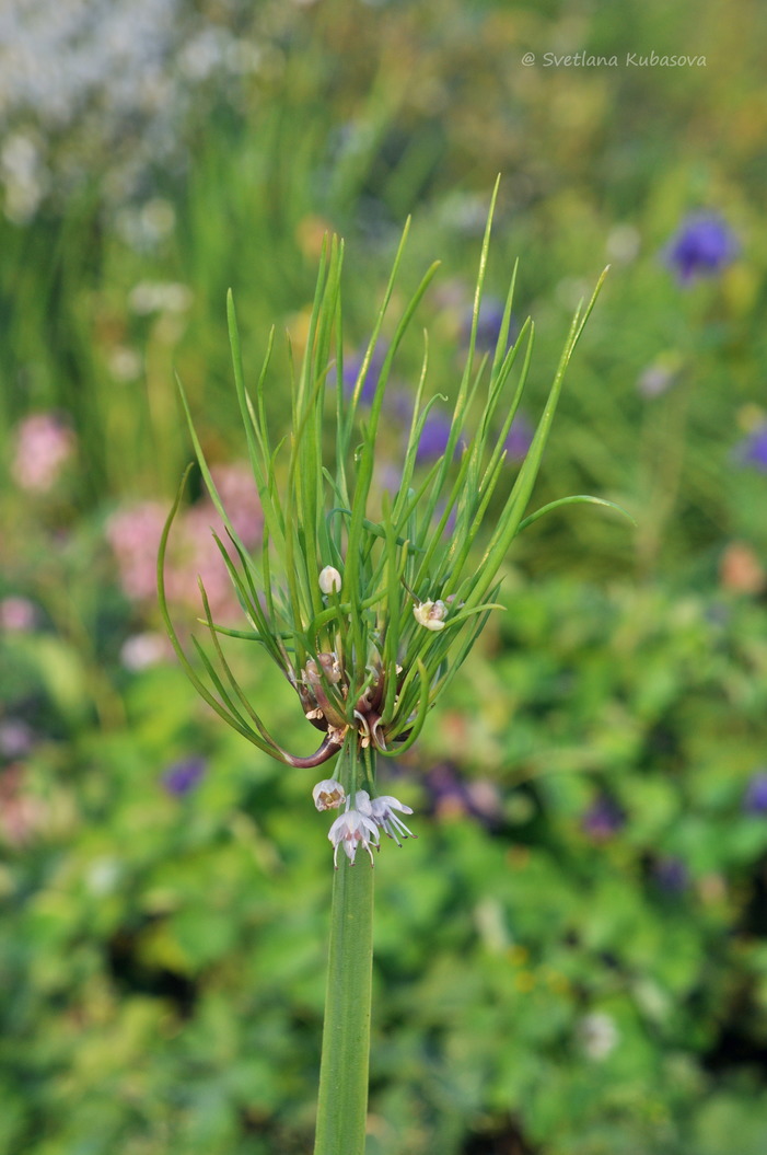 Image of Allium nutans specimen.