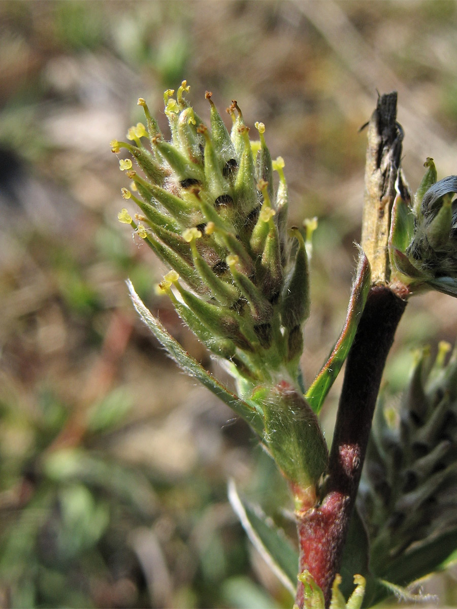 Image of Salix repens specimen.