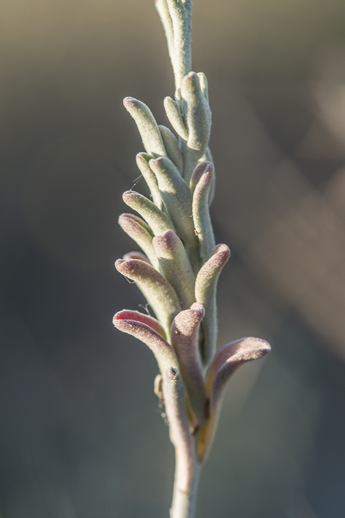 Изображение особи Malcolmia littorea.