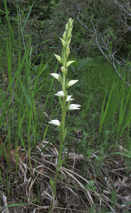 Image of Cephalanthera epipactoides specimen.