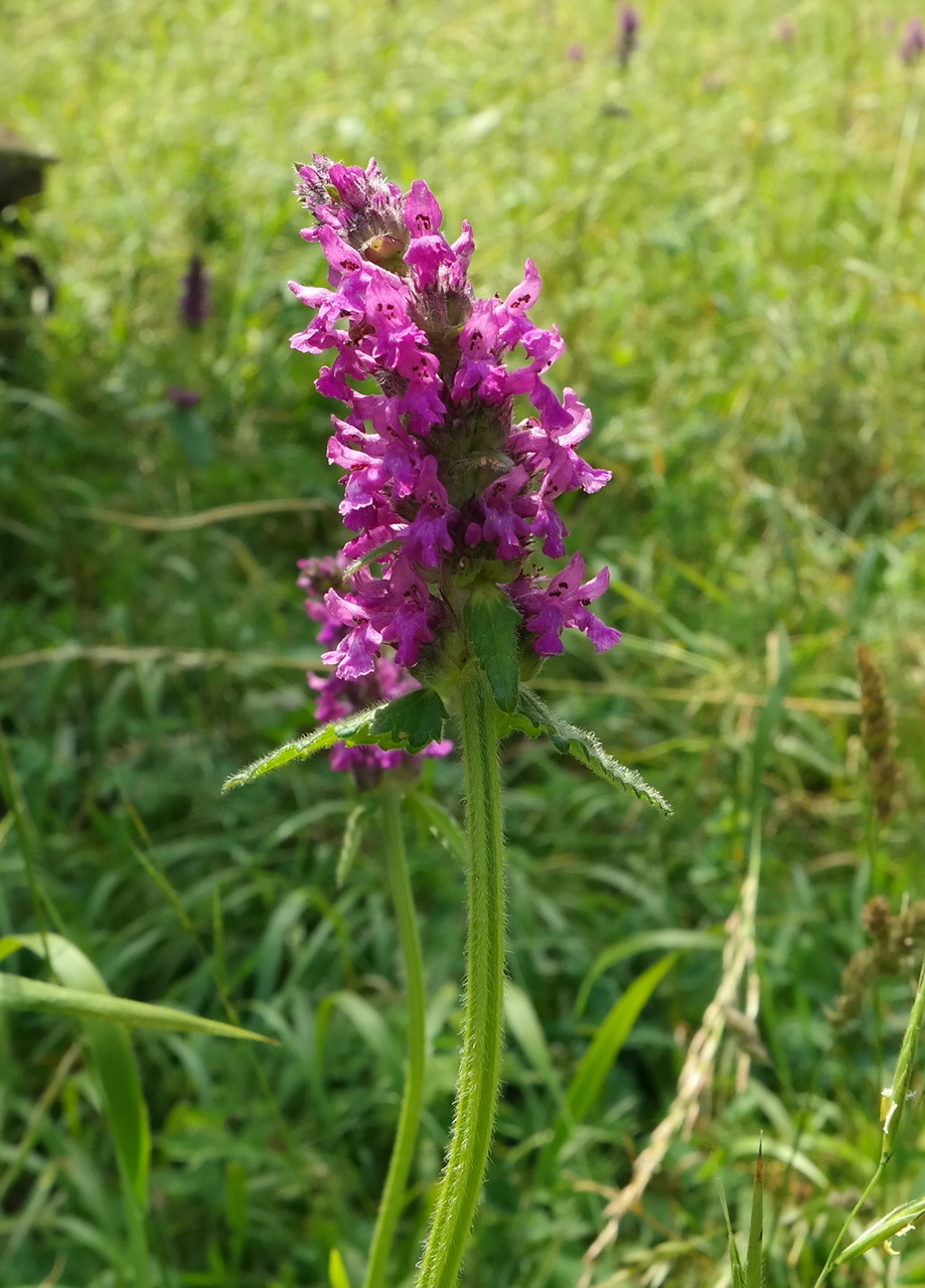 Image of Betonica officinalis specimen.