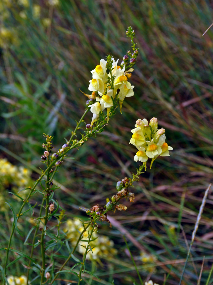 Image of Linaria vulgaris specimen.