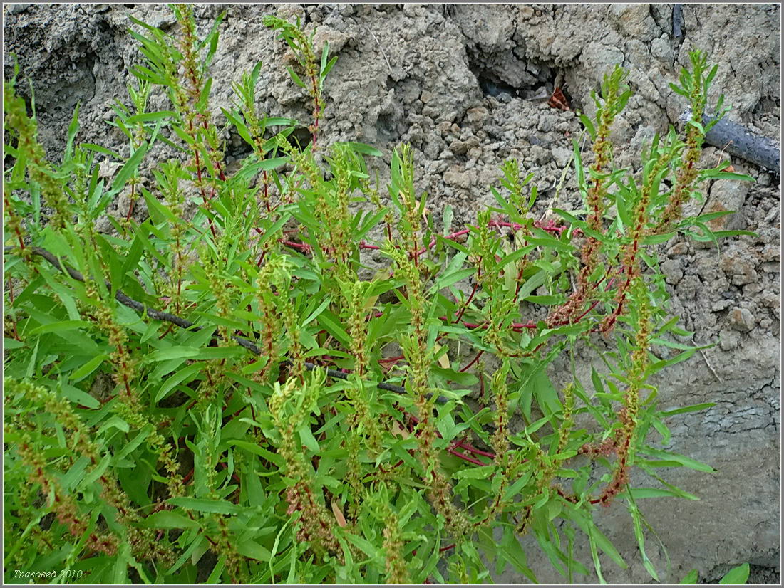 Изображение особи Rumex ucranicus.