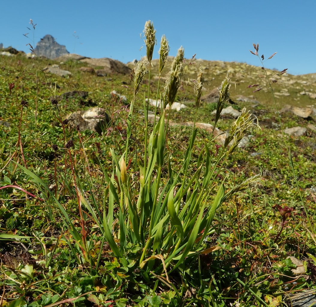 Image of Anthoxanthum alpinum specimen.