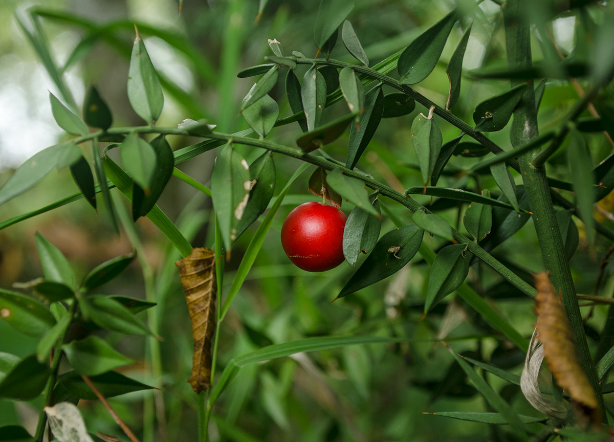 Image of Ruscus aculeatus specimen.