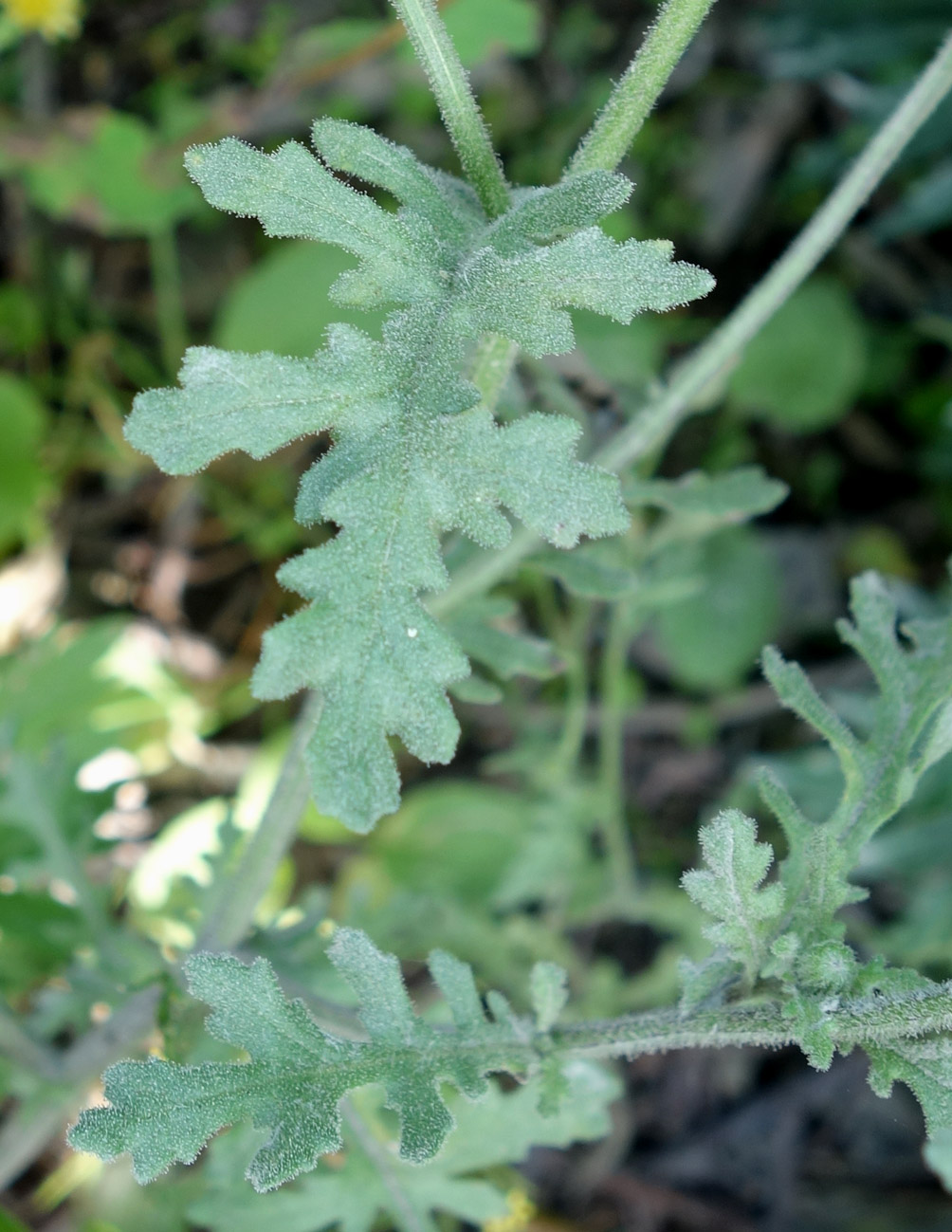 Изображение особи Senecio viscosus.