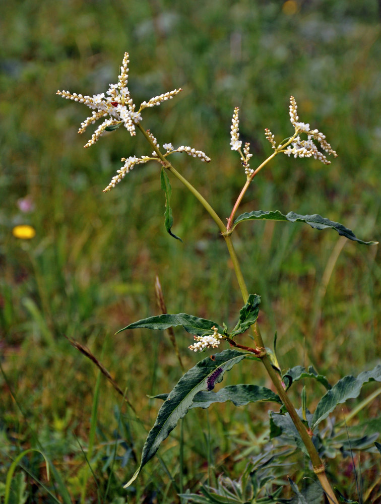 Image of Aconogonon alpinum specimen.