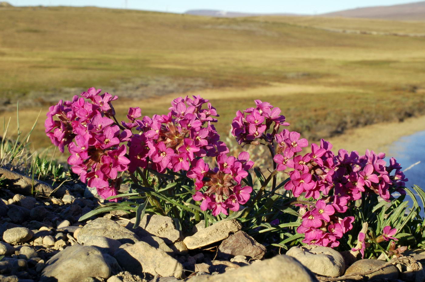 Изображение особи Erysimum pallasii.