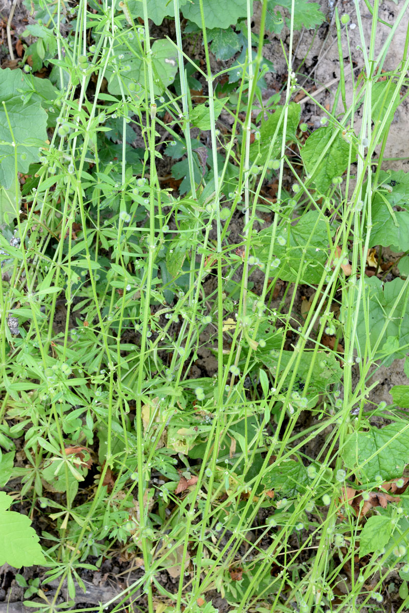 Image of Galium aparine specimen.