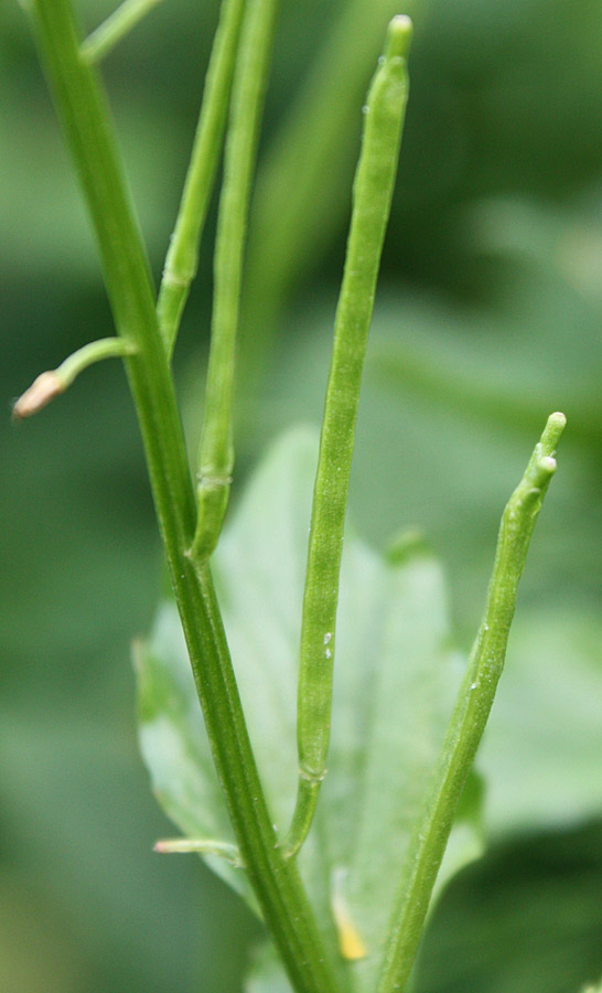 Image of Barbarea stricta specimen.