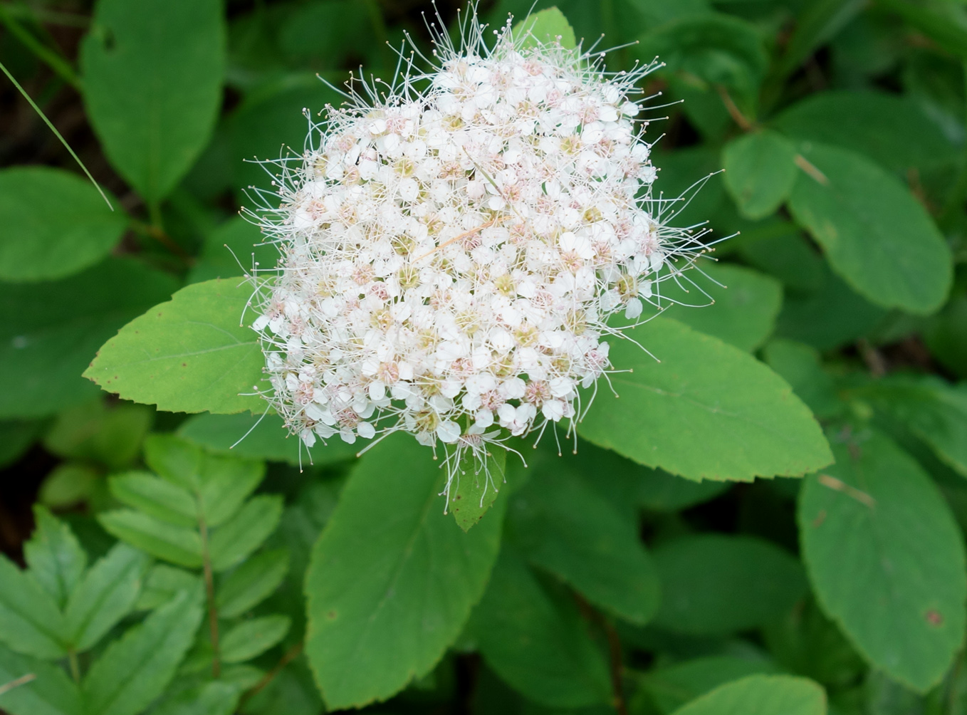 Изображение особи Spiraea beauverdiana.