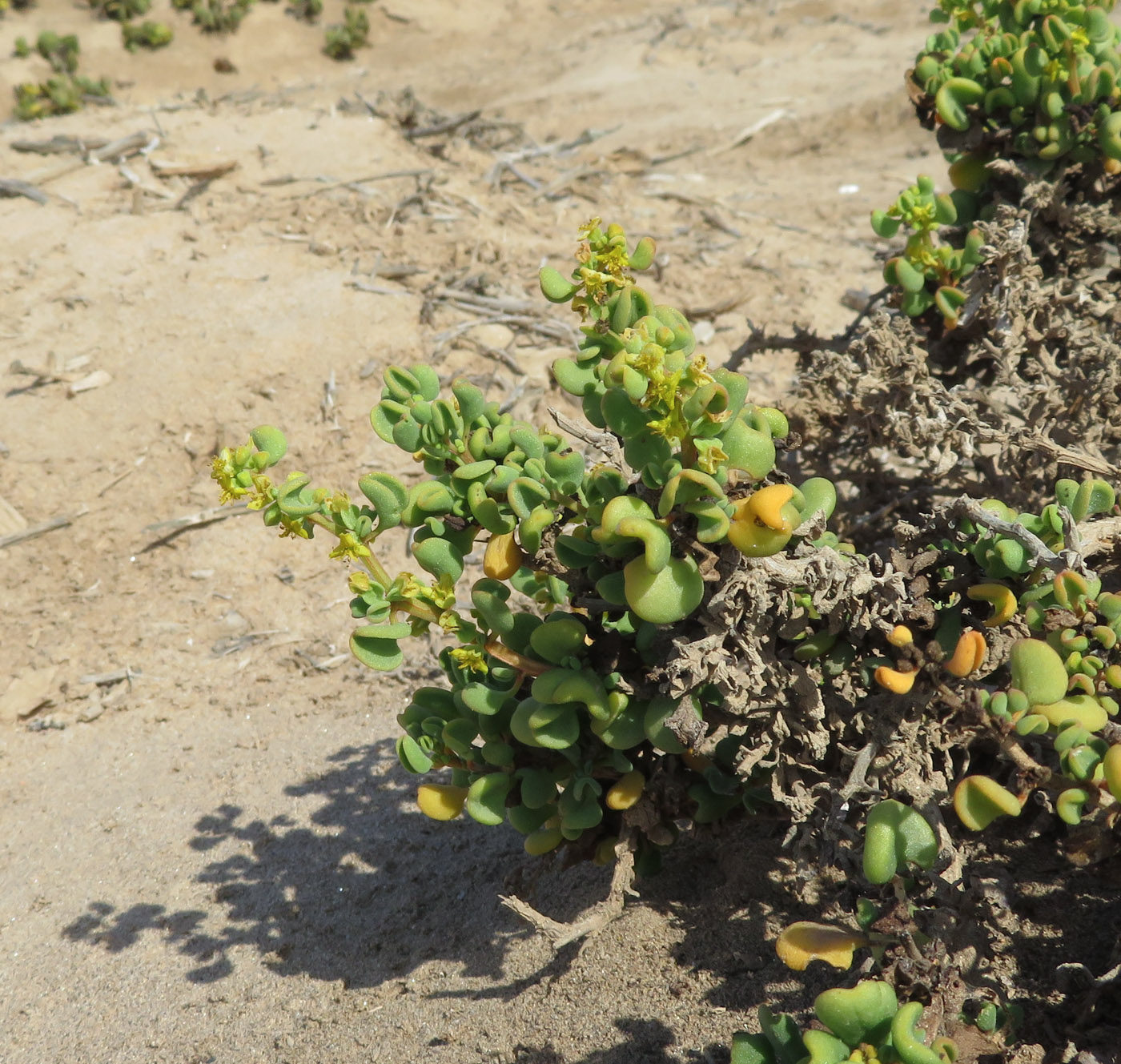 Image of Tetragonia decumbens specimen.