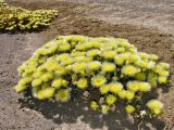 Mesembryanthemum eurystigmatum