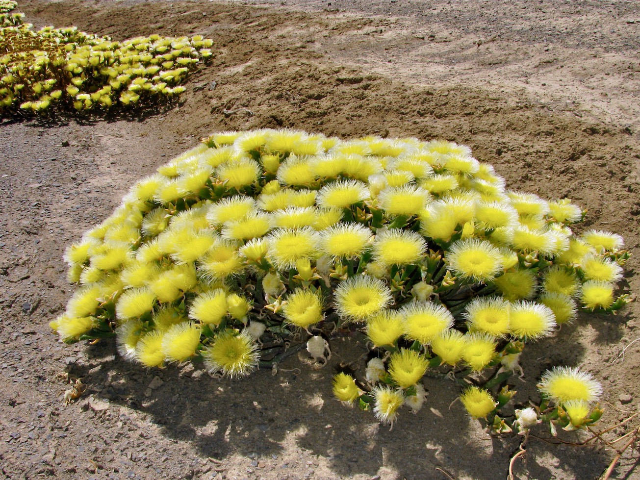 Image of Mesembryanthemum eurystigmatum specimen.