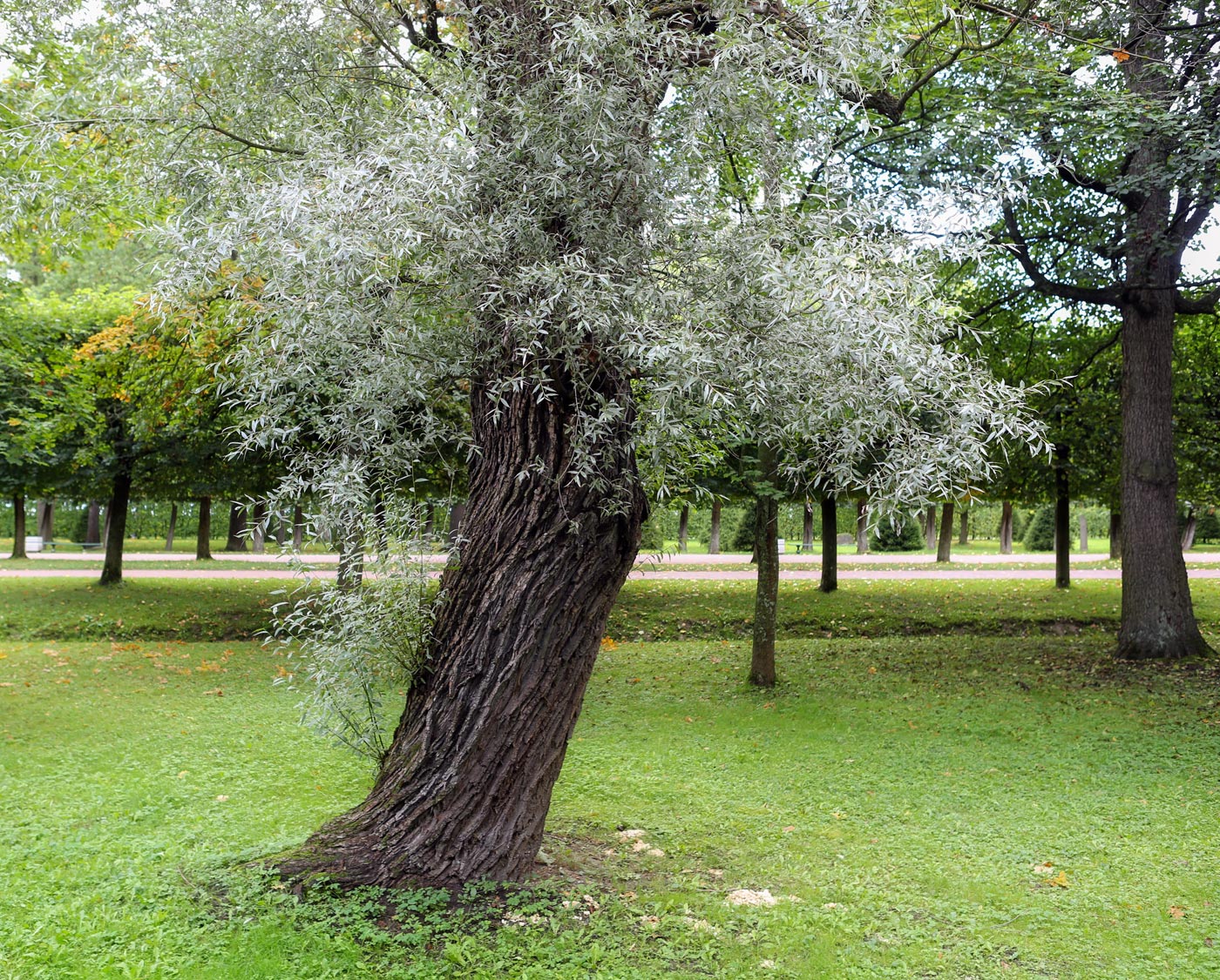 Image of Salix alba specimen.