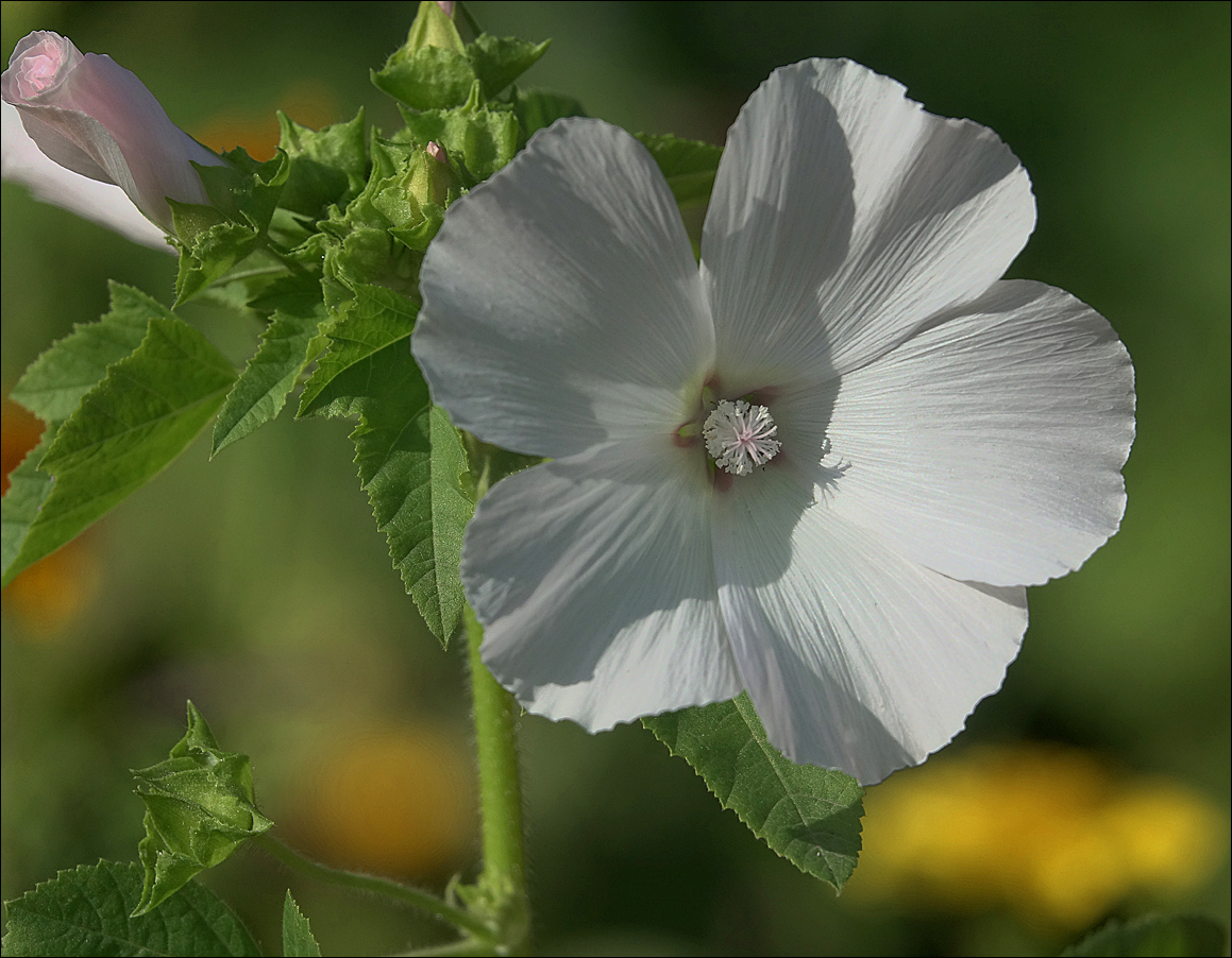 Image of Malva trimestris specimen.