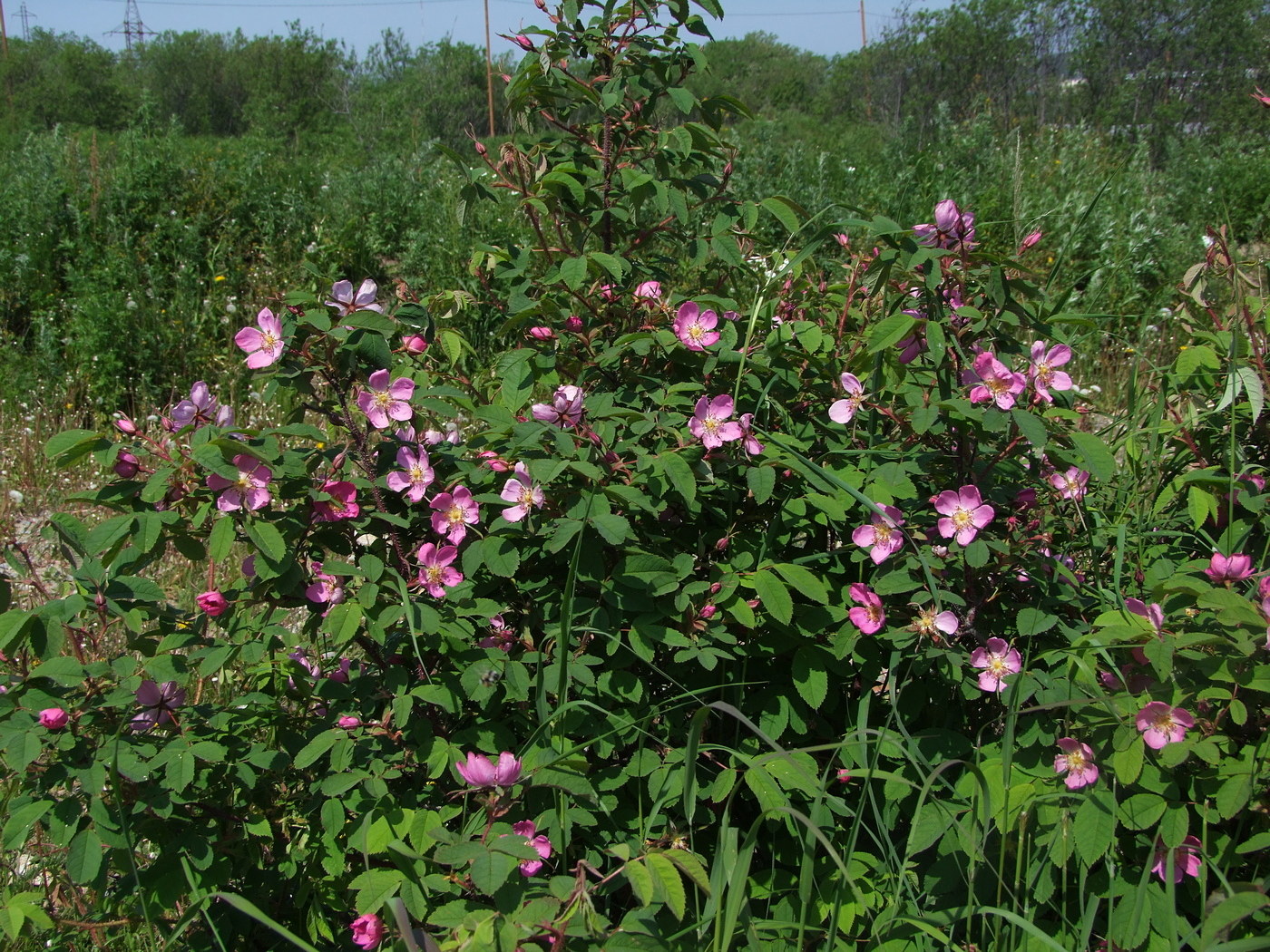 Изображение особи Rosa acicularis.