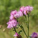 Centaurea jacea. Веточка с соцветиями. Псковская обл., дер. Изборск, луг. 10.08.2020.