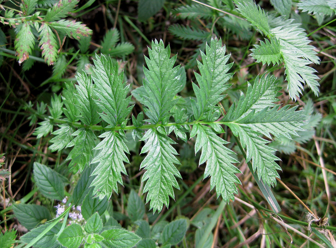 Image of Potentilla anserina specimen.