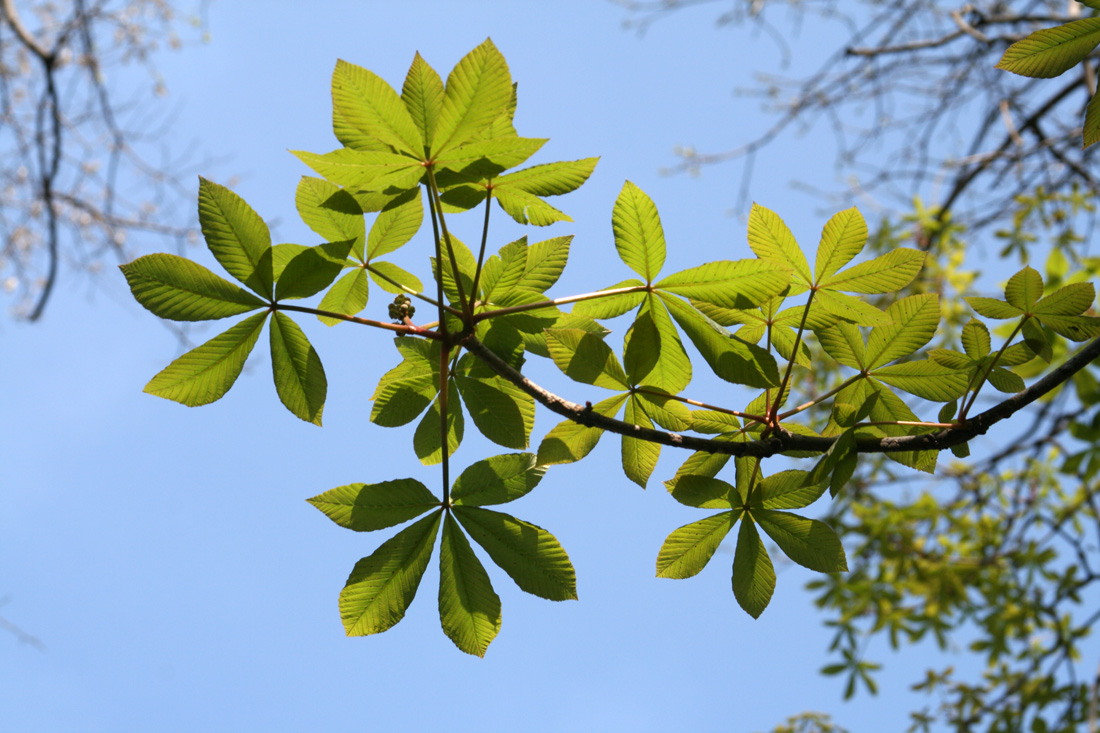 Изображение особи Aesculus &times; neglecta.