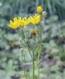 Picris hieracioides. Верхушка цветущего растения. Пермский край, Кунгурский р-н, окр. ур. Подкаменная гора, ур. Лог Рассохи, разнотравный луг. 10.07.2021.