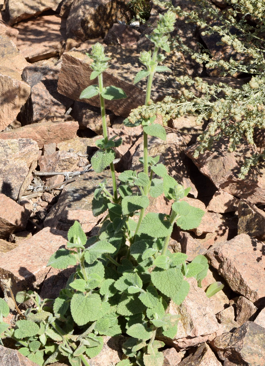 Изображение особи Stachys hissarica.