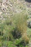 Juncus inflexus