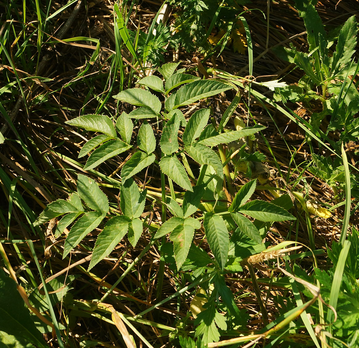 Image of Angelica sylvestris specimen.