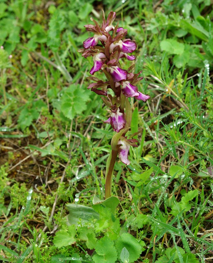 Image of Anacamptis collina ssp. fedtschenkoi specimen.