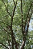 Salix alba. Взрослое дерево. Томская обл., г. Томск, Академгородок, лиственичный лесопарк. 29.06.2021.
