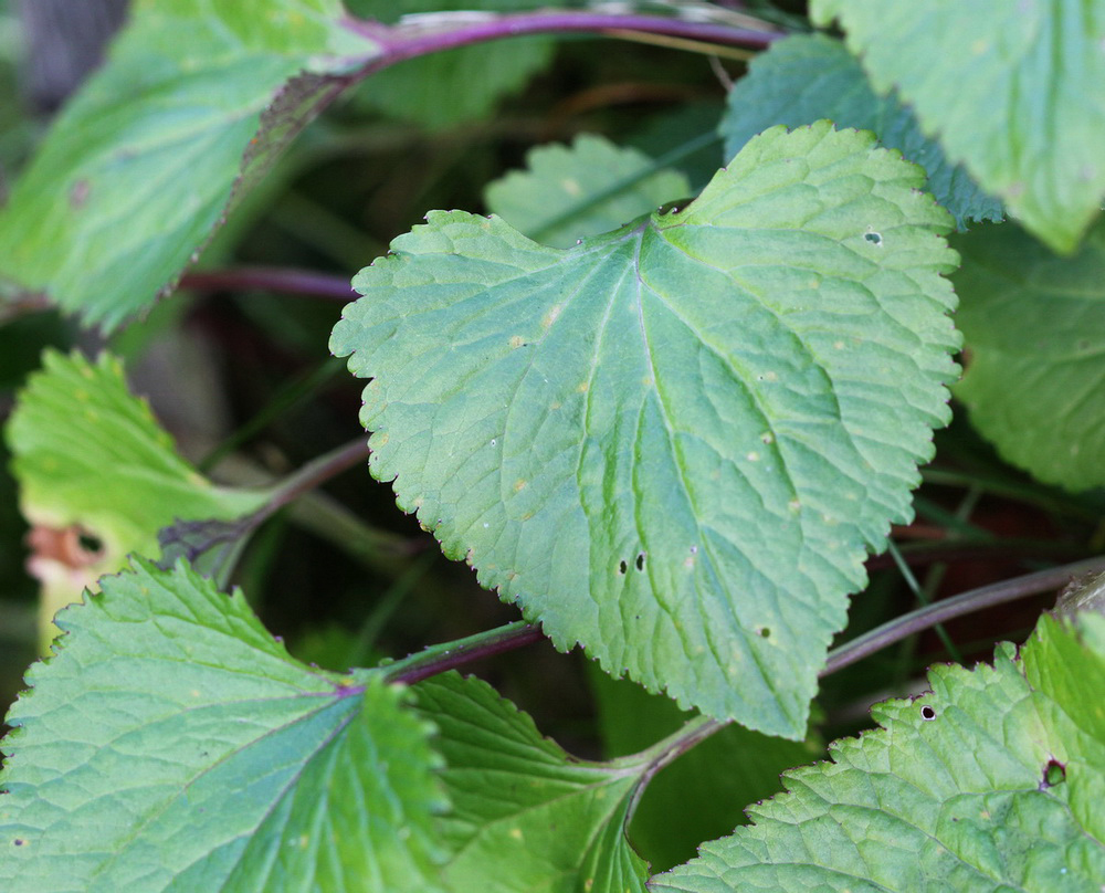 Image of Campanula takesimana specimen.