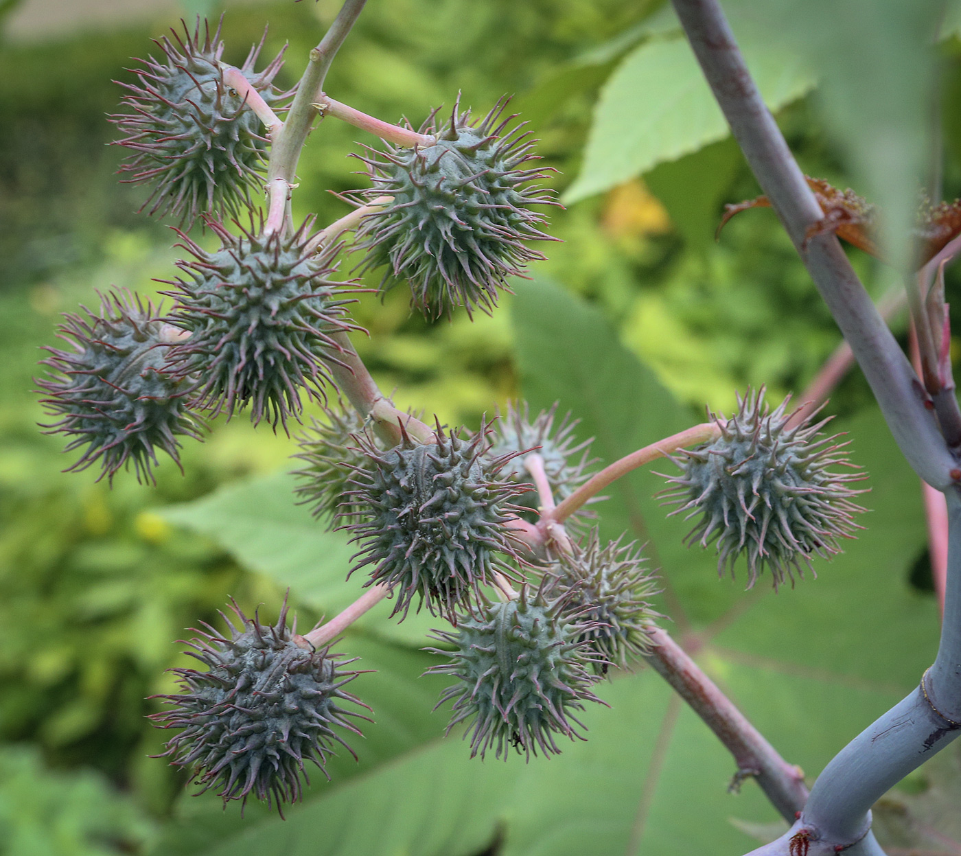 Изображение особи Ricinus communis.