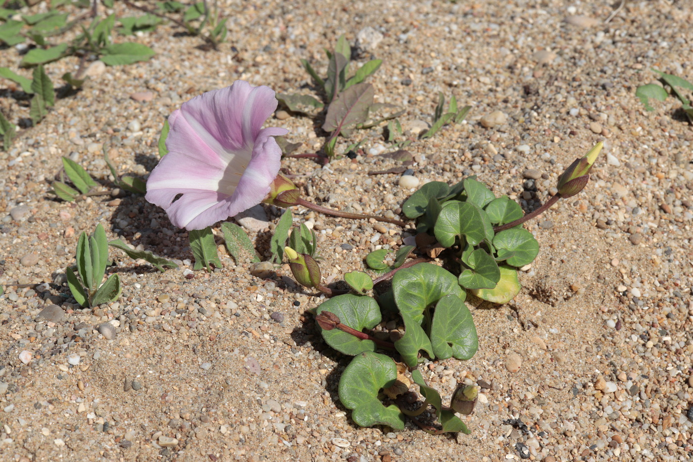 Image of Calystegia soldanella specimen.