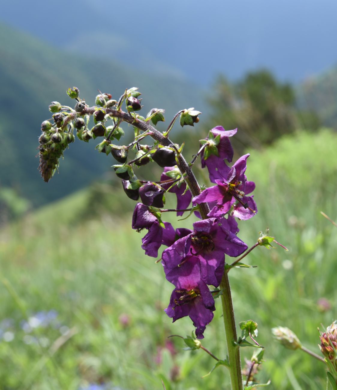 Image of Verbascum phoeniceum specimen.