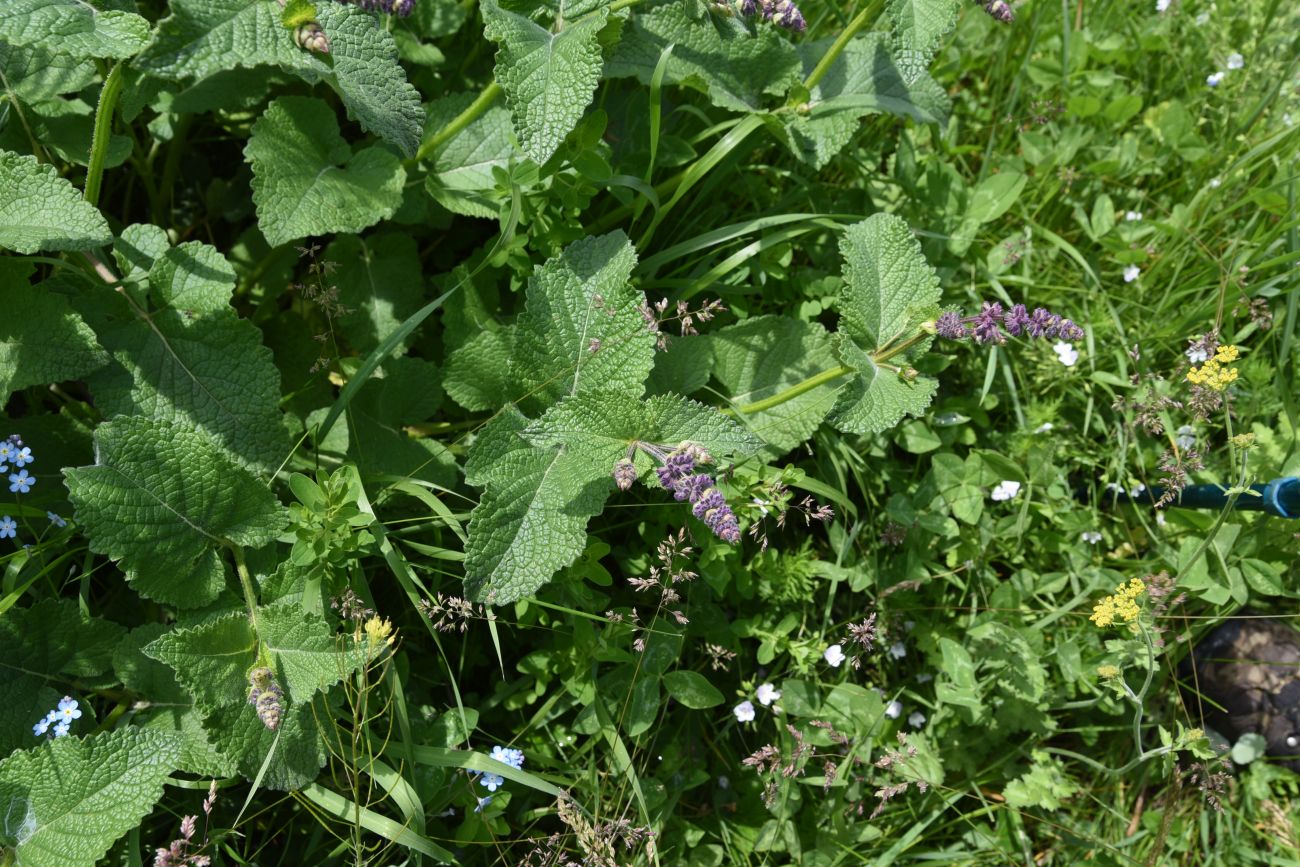 Изображение особи Salvia verticillata.