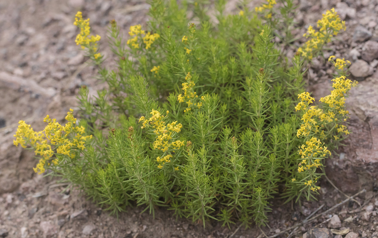 Изображение особи Galium anfractum.