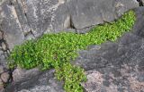 Honckenya peploides subspecies diffusa. Цветущие растения на прибрежных скалах. Кольский п-ов, Восточный Мурман, губа Широкая. 20.07.2009.