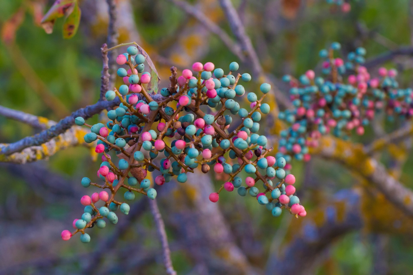 Image of Pistacia mutica specimen.